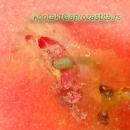 Moljac paradajza (Tuta absoluta) 008.jpg
